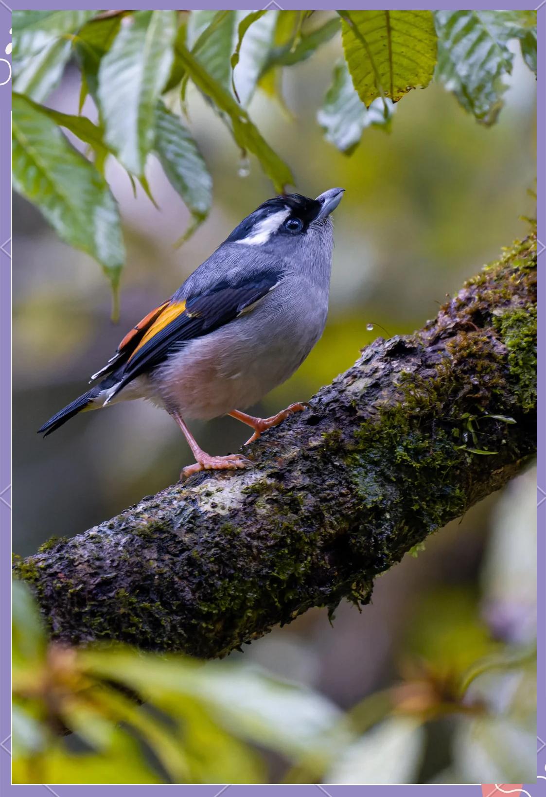 龖議薹龗爨灪虋麷齺靊